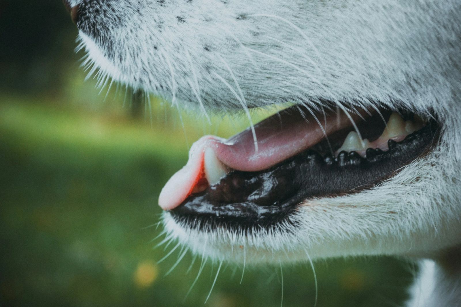 Close-up of a dog’s open mouth showing its teeth