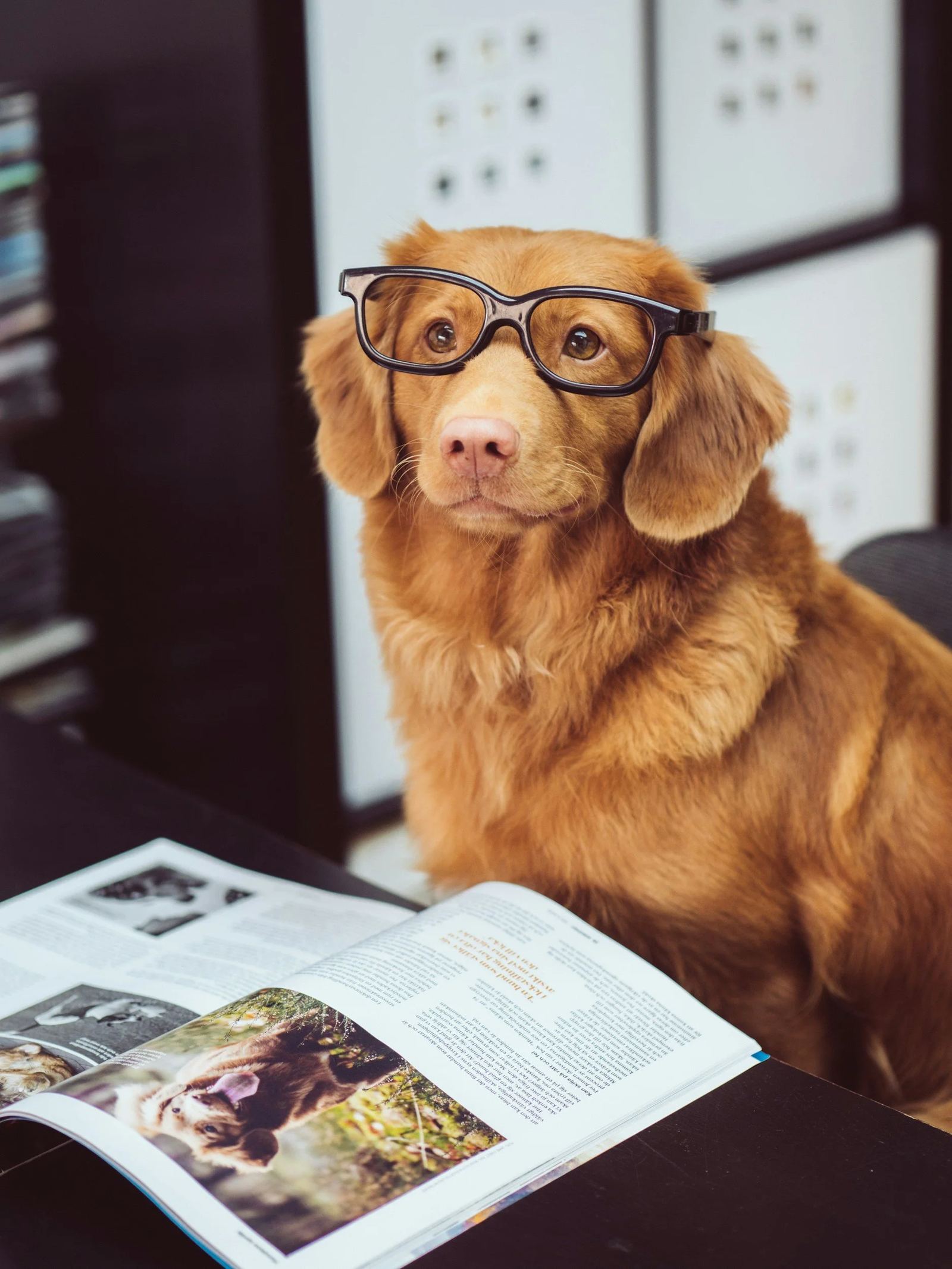 Dog wearing glasses next to an open book