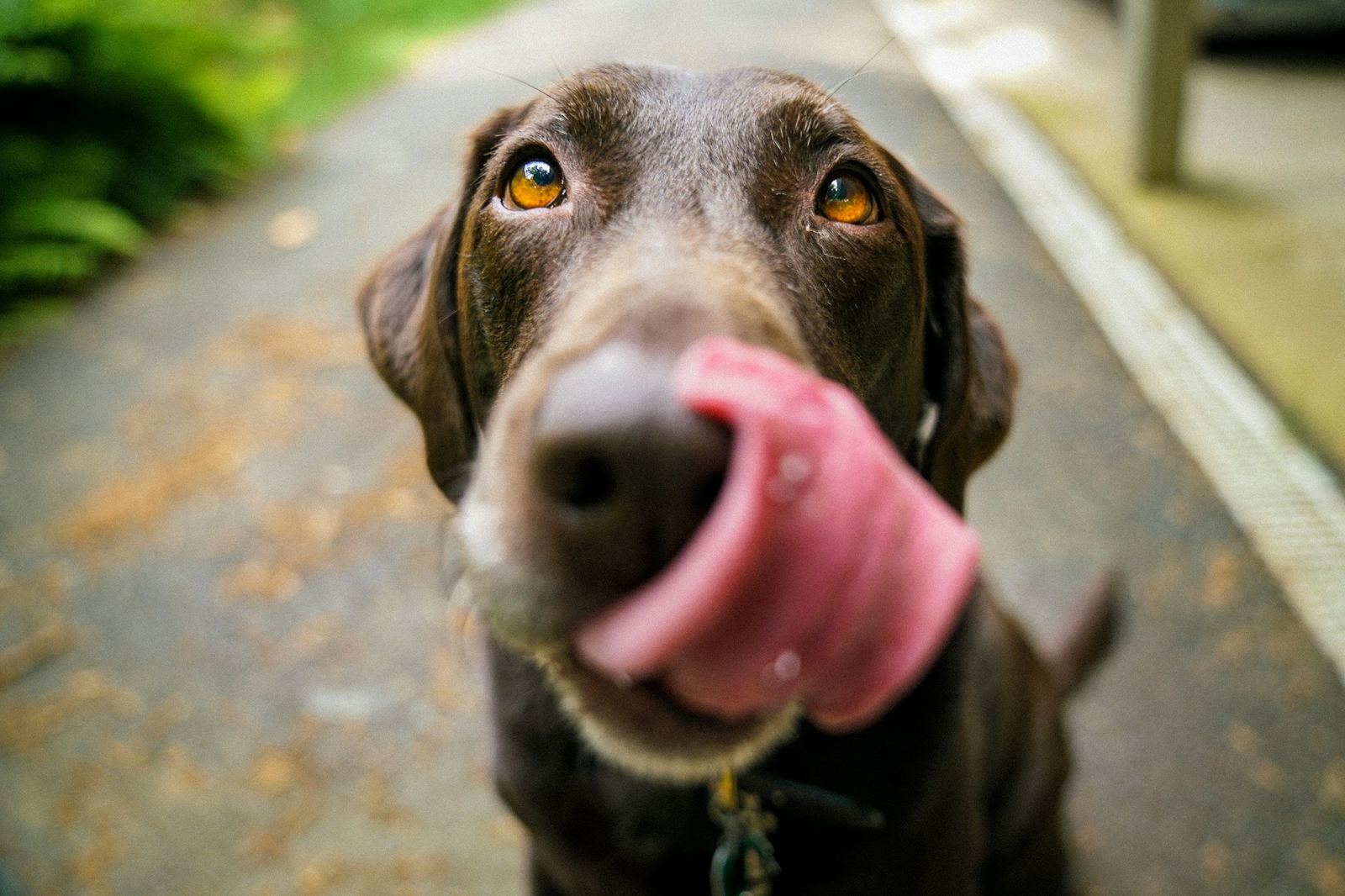 Brown dog licking its nose