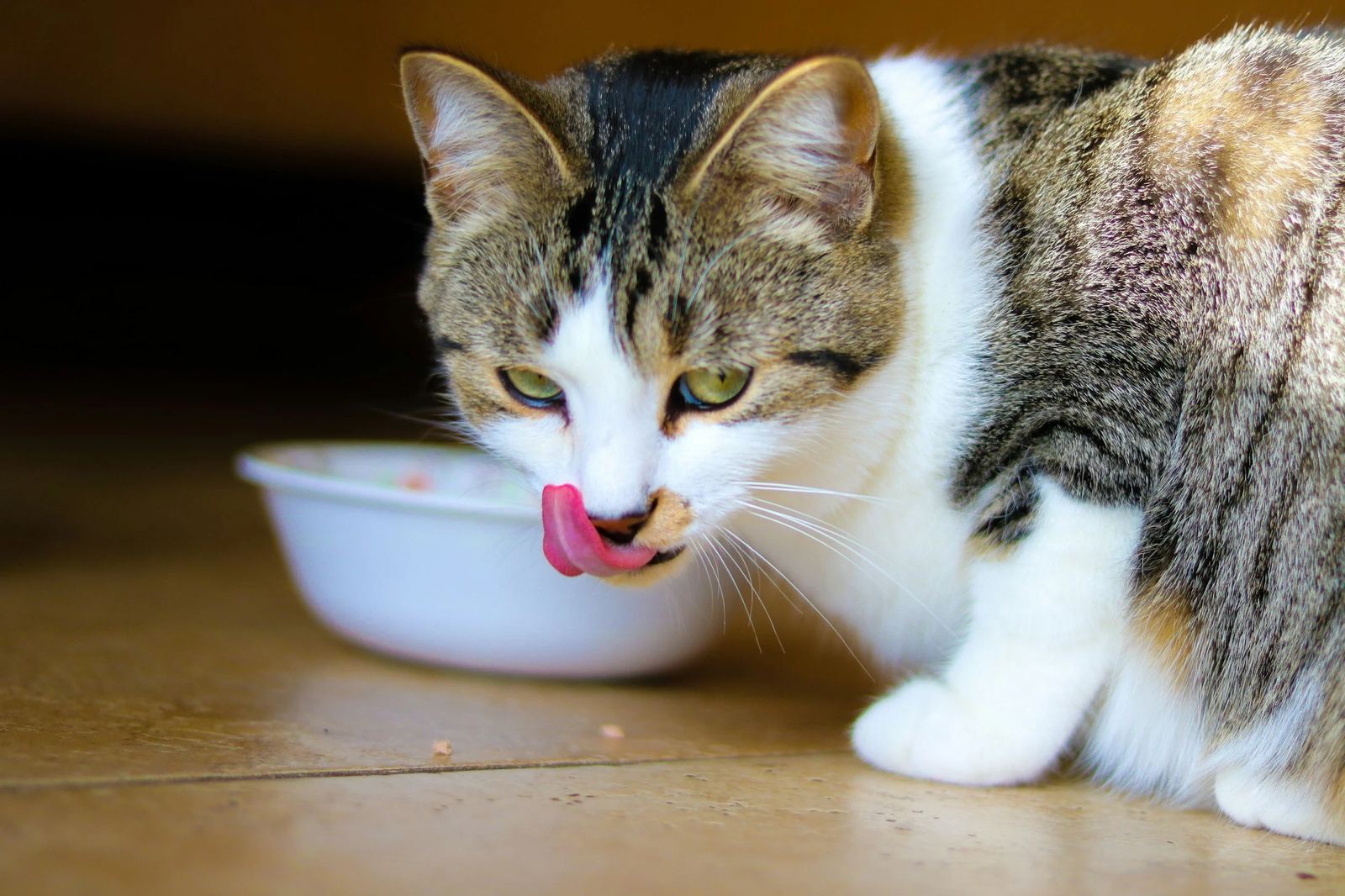 Tabby cat eating from a bowl