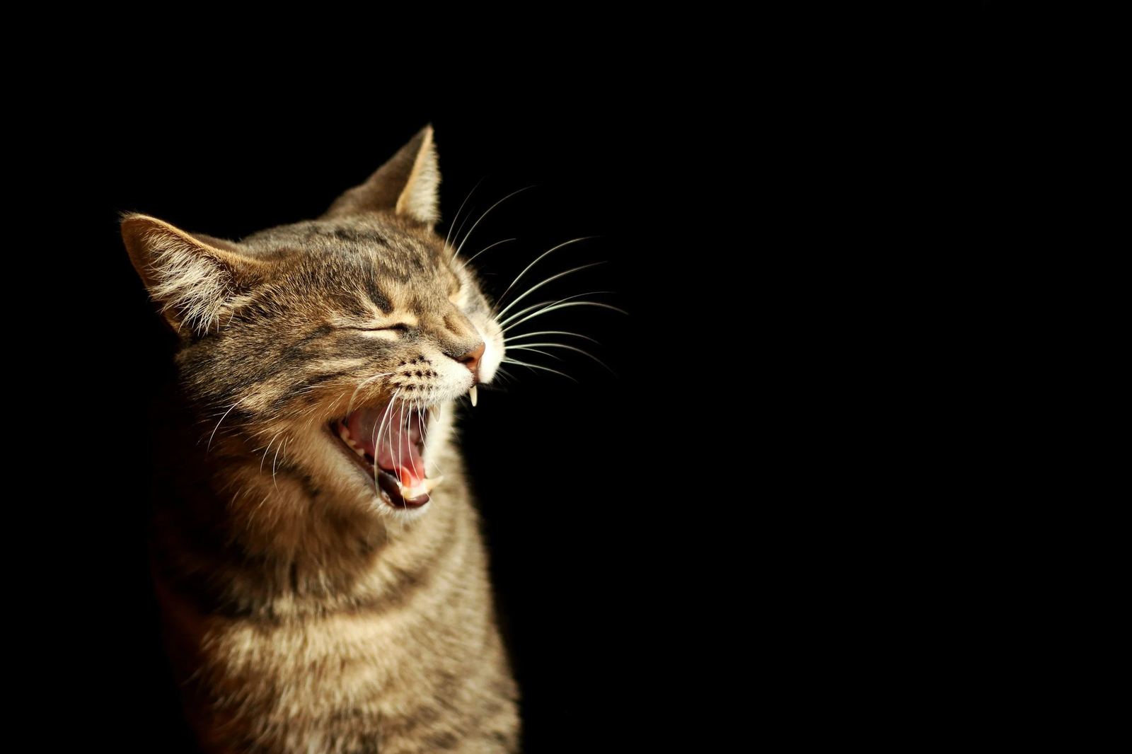 Cat yawning and showing its teeth