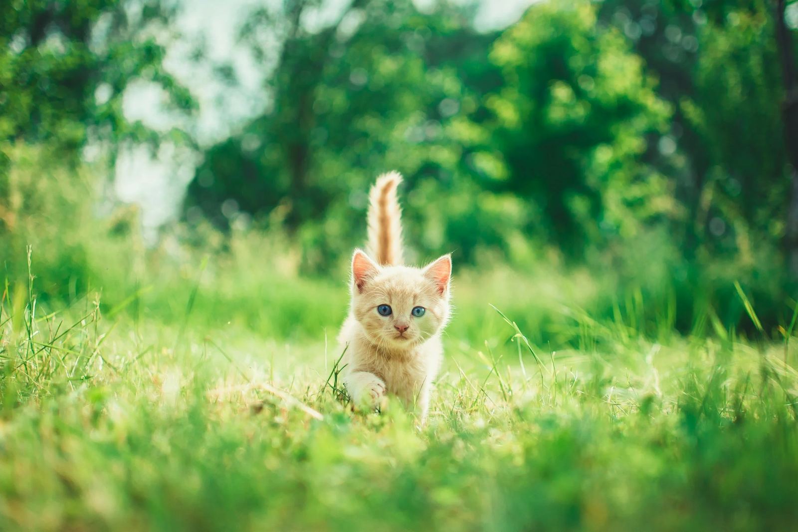 Kitten sitting in tall grass