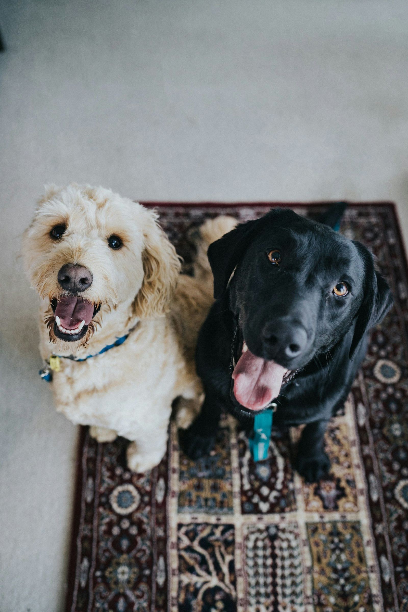 Two smiling dogs sitting on a rug